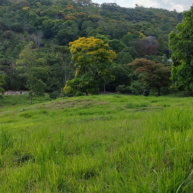photo of a Costa Rica pasture