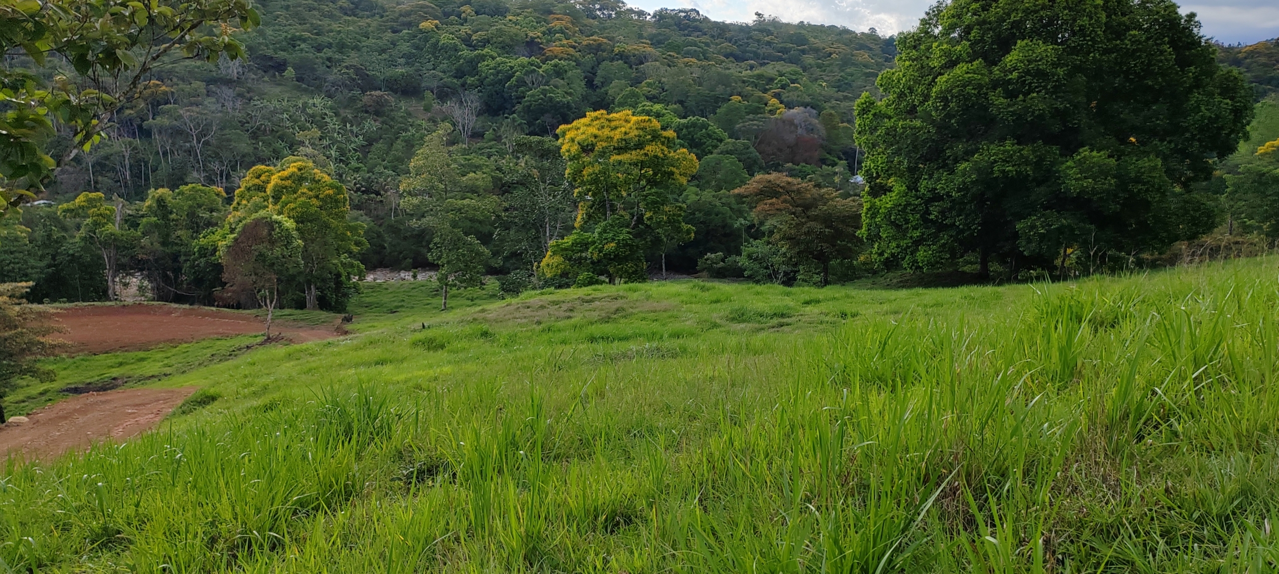 photo of a Costa Rica pasture
