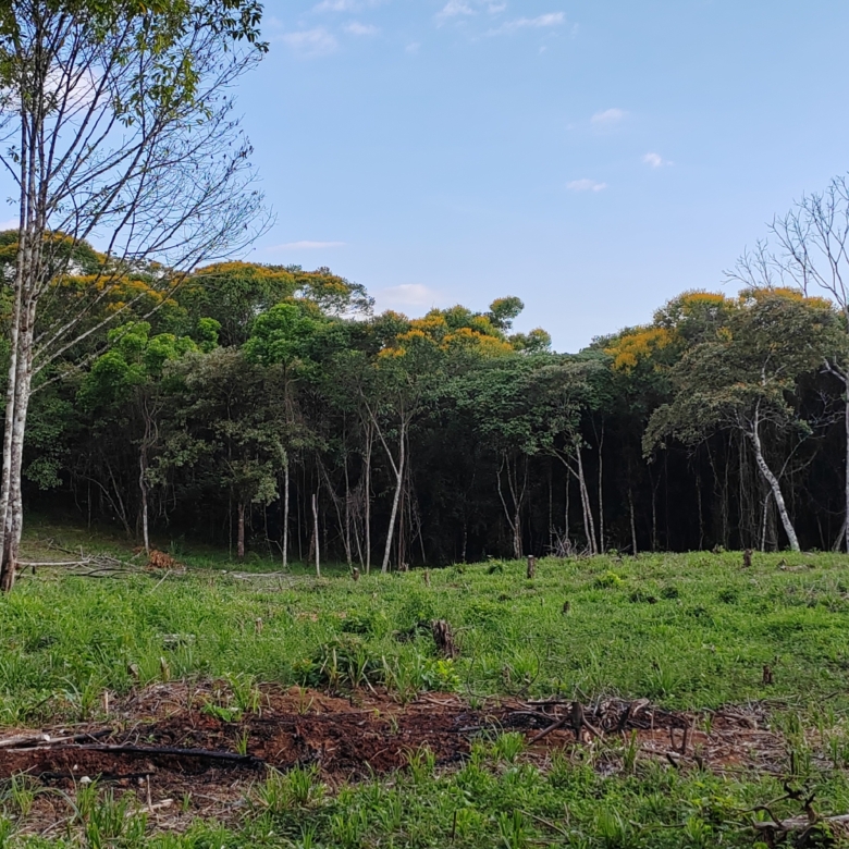 photo of a Costa Rica property secondary forest