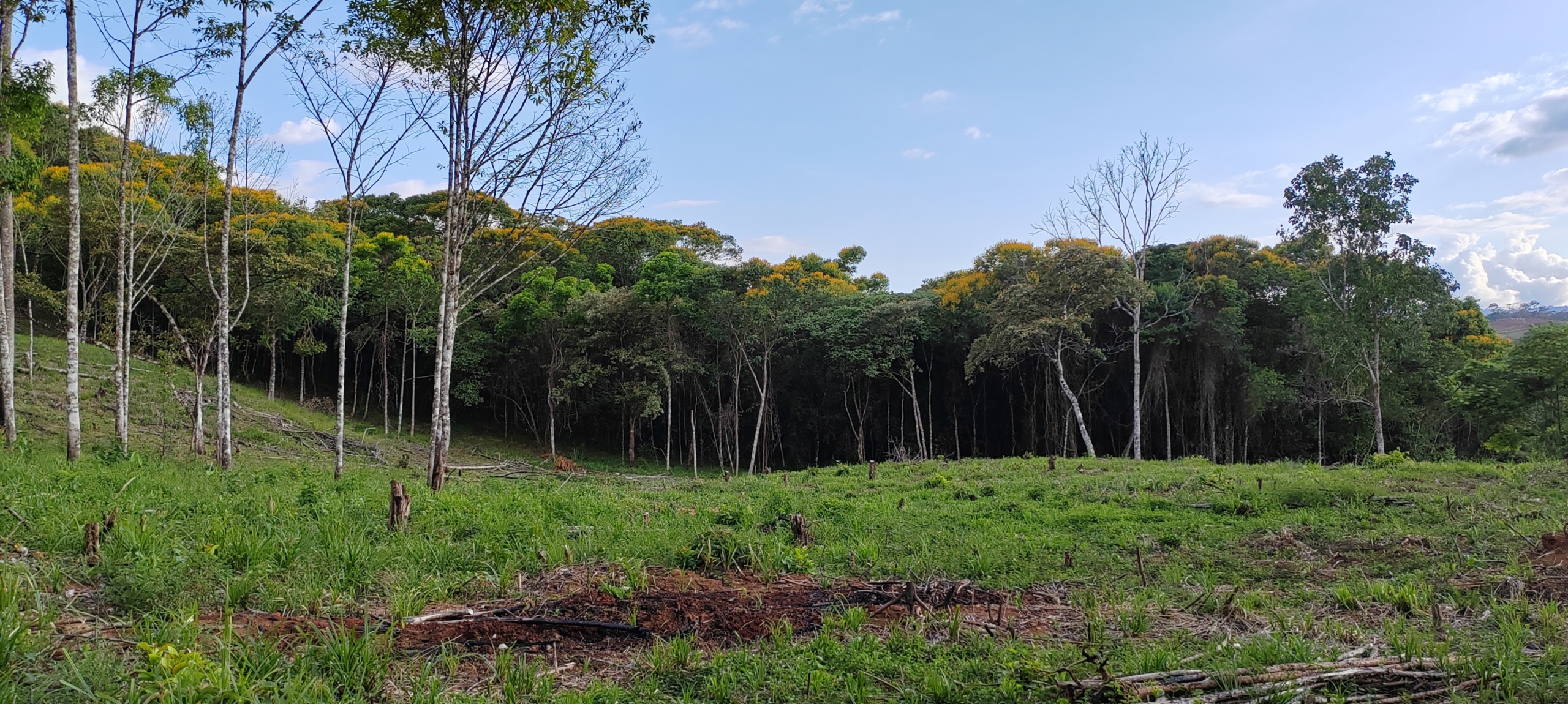 photo of a Costa Rica property secondary forest