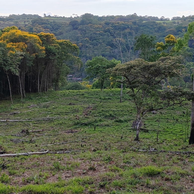 photo of a Costa Rica property secondary forest