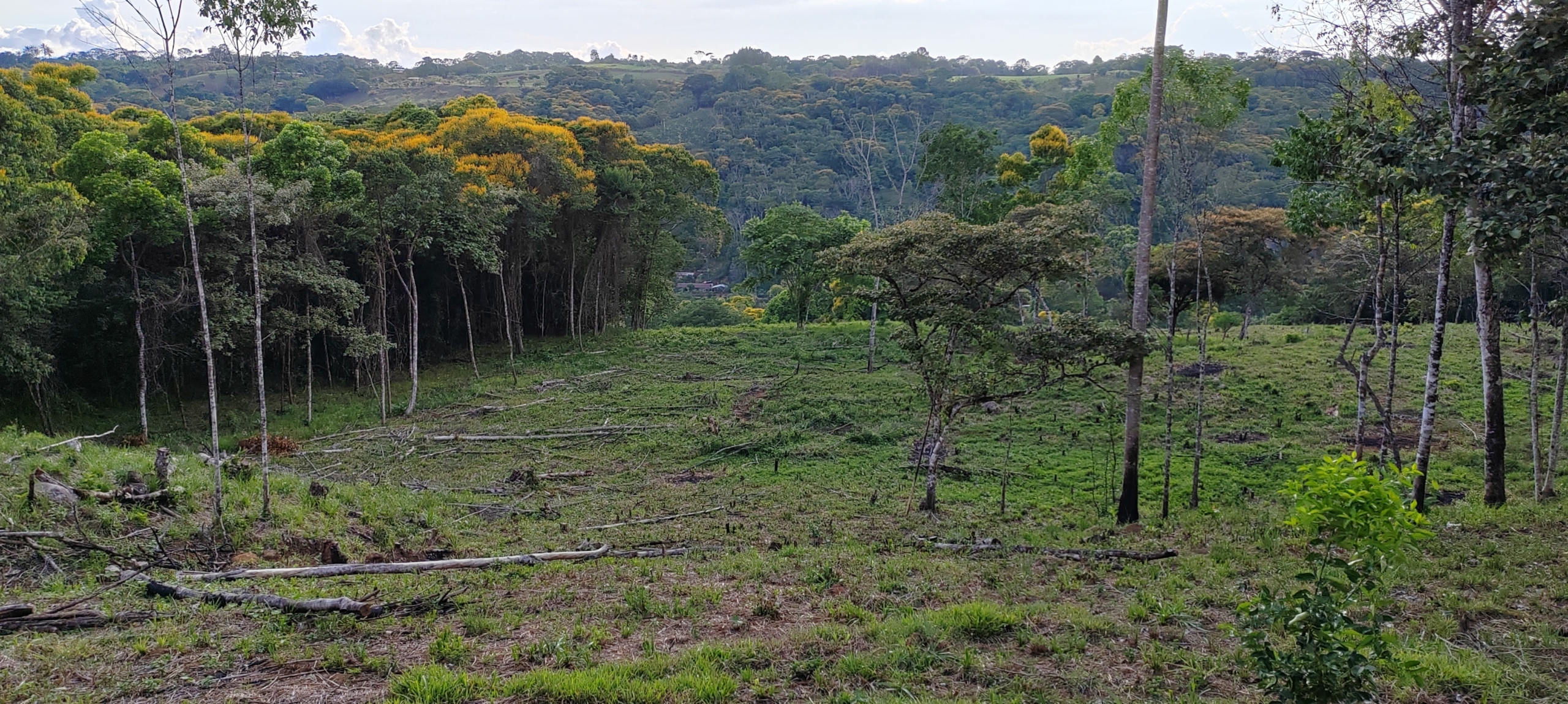 photo of a Costa Rica property secondary forest