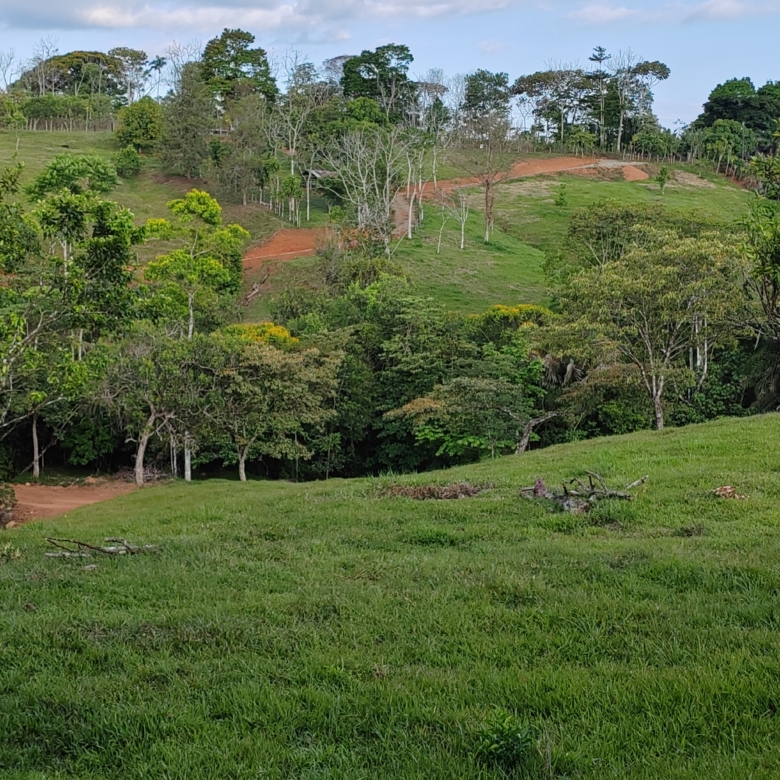 photo of a Costa Rica property secondary forest