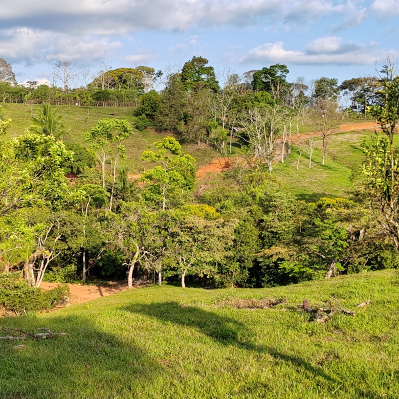 photo of a Costa Rica property secondary forest