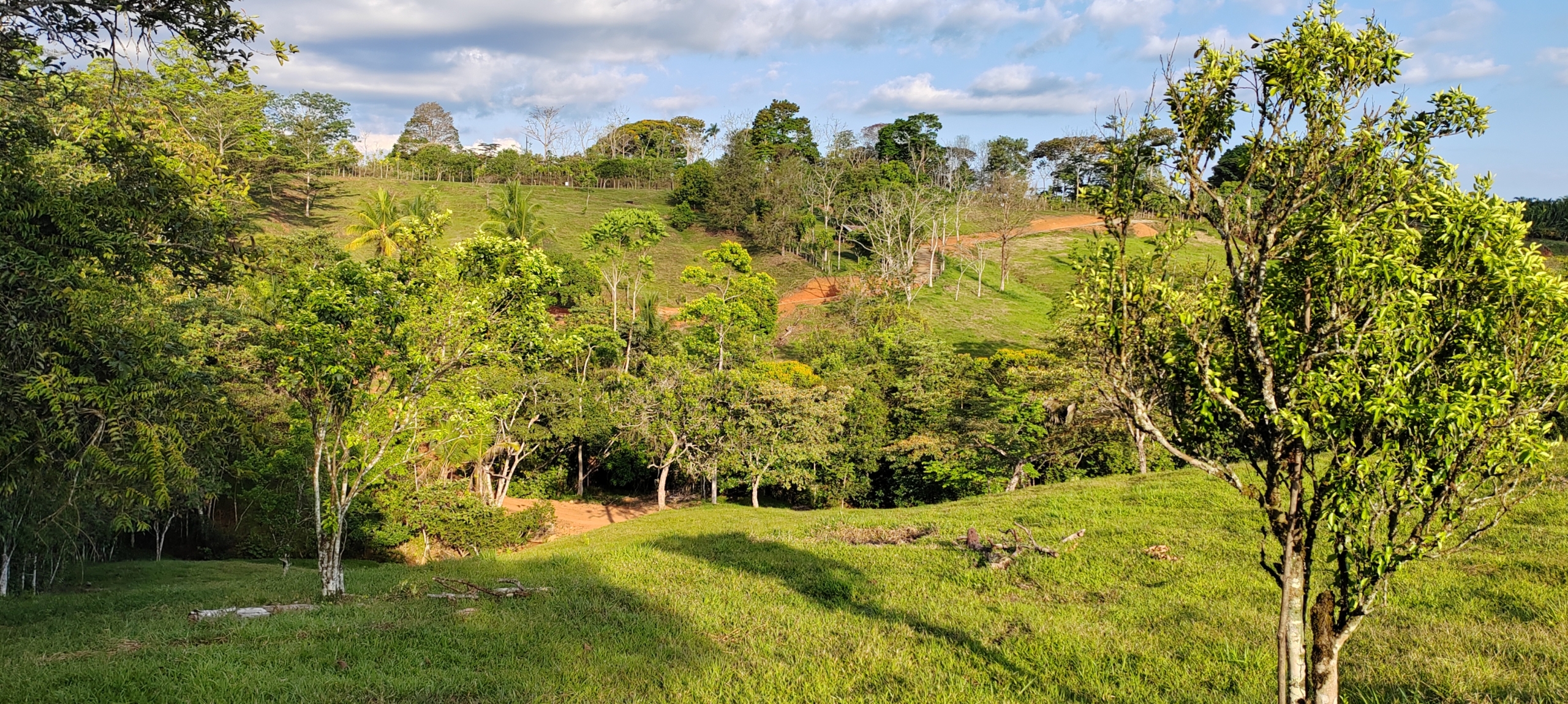 photo of a Costa Rica property secondary forest
