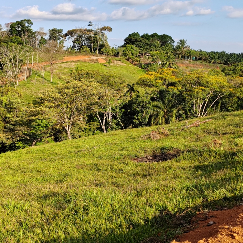 photo of a Costa Rica property secondary forest