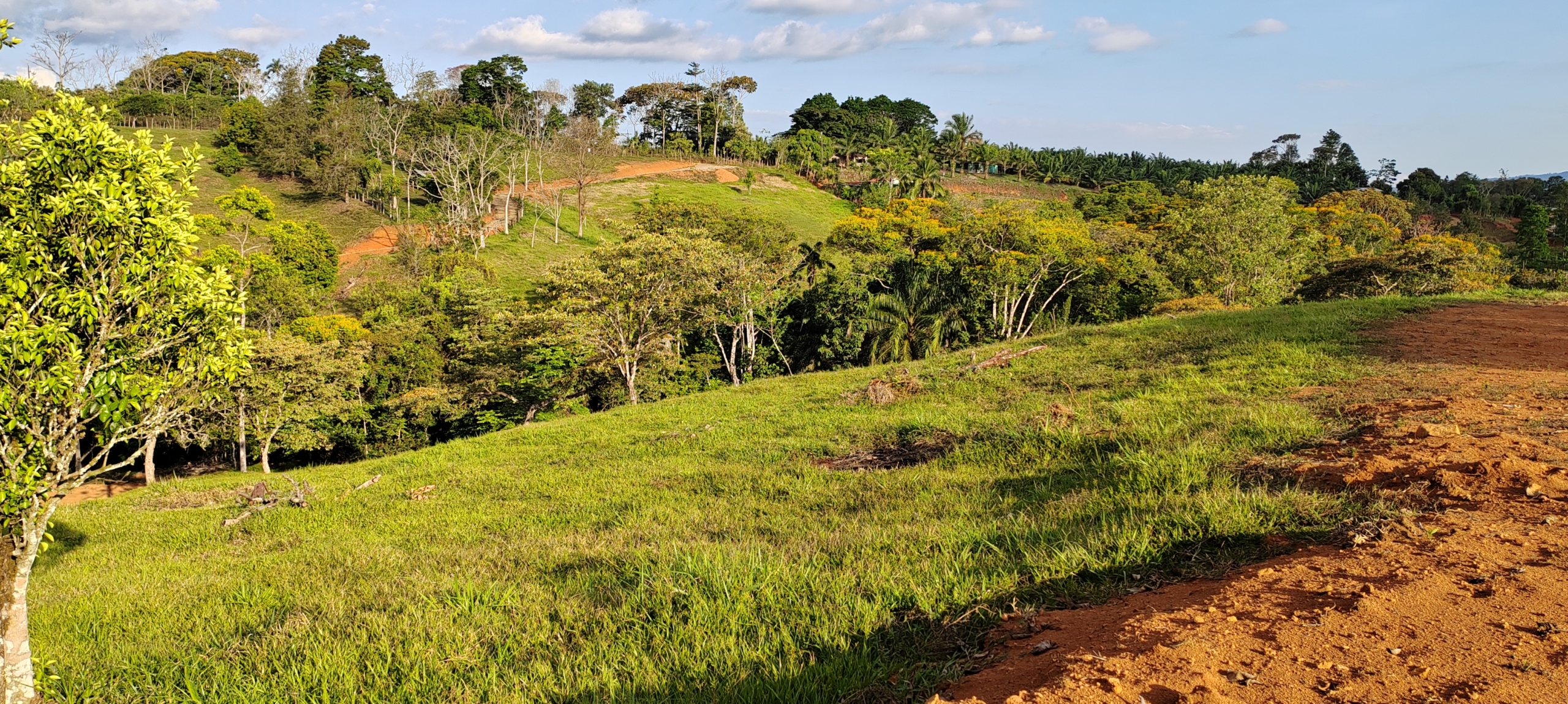 photo of a Costa Rica property secondary forest